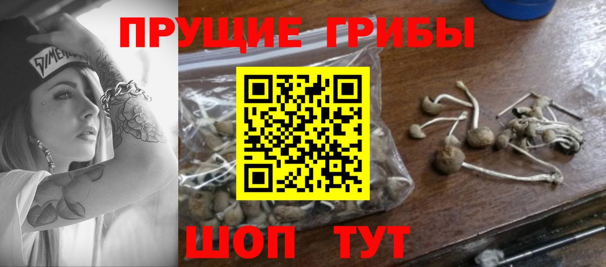 Кимры  наркотики  Псилоцибиновые грибы Psilocybe  Вход с VPN  Галлюциногенные грибы Cubensis 